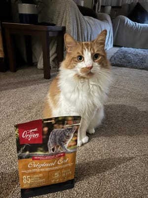 Orijen cat food discount pets at home