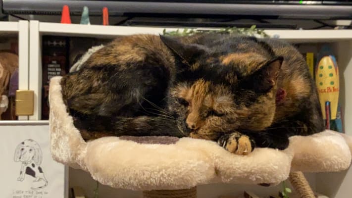 avery ascent cat scratch tower