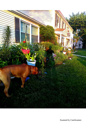 Alaska Fish Fertilizer 5-1-1 | Pennington