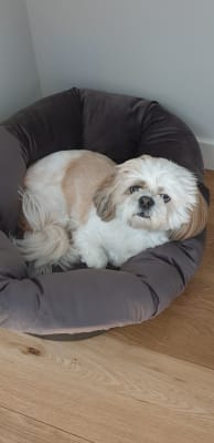 ferplast dog bed liner