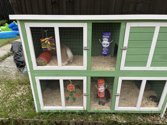Pets at home hutches discount
