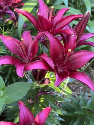 Asiatic Lilies 'Pink County