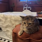 Cecilia Rust Velvet Scalloped Upholstered Stool
