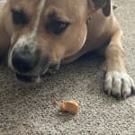 User submitted media