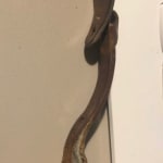 Fossil cheap es3745 strap