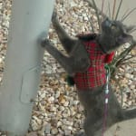 User submitted media