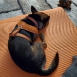How to put on a forever pals dog harness best sale
