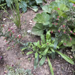 Echium amoenum  High Country Gardens