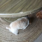Blanca Round Whitewash Wood Dining Table - World Market
