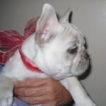 eagle pack lamb and rice