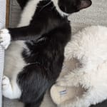 User submitted media