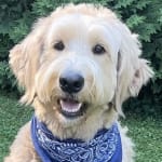 User submitted media