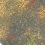 Tetra Goldfish Floating Pellet Fish Food1.87OZ