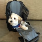 muttmover timbuk2
