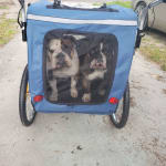 dog trailer stroller combo