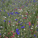 Cornflower or Bachelor Button Seeds Patriot Mix