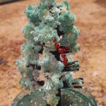 Toysmith Amazing Growing Holiday Tree
