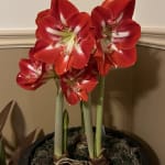 Velvet-Red with A White Throat Large Bulb Indoor Plant. GARTHWAITE NURSERIES® : Amaryllis Hippeastrum Barbados Bulbs Size 36/38 UK Stockist