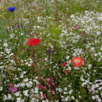 1000 White BABY'S BREATH 'Covenant Garden' Gypsophila Elegans Flower S –  Seedville USA