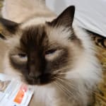 hills multicare stress