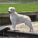 PETSTEP PetSTEP II Multi Purpose Pet Ramp West Marine