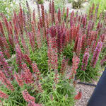 Plant Profile for Echium amoenum 'Red Feathers' - Red Feathers Perennial