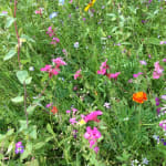 Fragrant Wildflower Seed Mix
