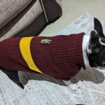 Gryffindor top dog sweater