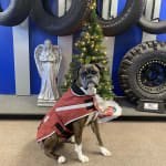 duluth trading dog coat