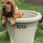 Yeti Tank 45 Ice Bucket – Seven Mile Fly Shop