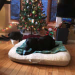 User submitted media