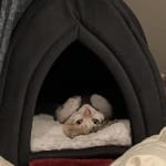 User submitted media