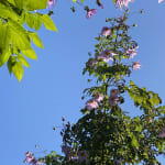 Buy Tree Dahlia Online | Single Flowered Dahlias | Breck's