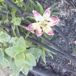 User submitted media