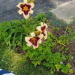 Wild Horses Reblooming Daylily Breck S