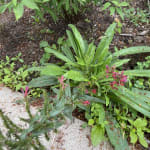 Echium amoenum  High Country Gardens