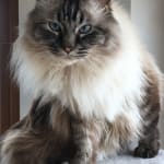 Ragdoll 10kg sale
