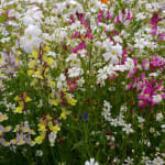 1000 White BABY'S BREATH 'Covenant Garden' Gypsophila Elegans Flower S –  Seedville USA