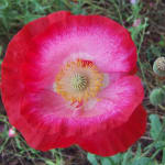 500 Pcs Poppy Red Corn Flower Seed-papaver Rhoeas/ FL313 