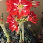 Velvet-Red with A White Throat Large Bulb Indoor Plant. GARTHWAITE NURSERIES® : Amaryllis Hippeastrum Barbados Bulbs Size 36/38 UK Stockist