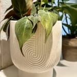 White Speckled Ceramic Swirl Pedestal Planter