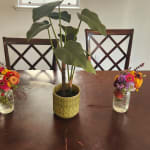 Faux Dasheen Leaf Plant