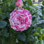 Rose 'Neil Diamond' — Green Acres Nursery & Supply
