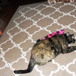 User submitted media 3 of 5