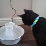 Porcelain avalon deals pet fountain