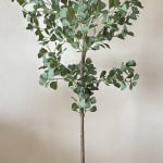 Faux Shady Lady Olive Tree
