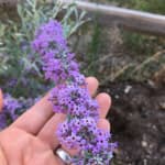 Silver Spring Blooming Butterfly Bush, Buddleia alternifolia