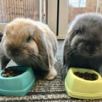 excel rabbit nuggets