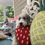 Multi Banana Bunch Shaped Indoor Outdoor Throw Pillow