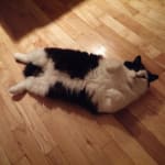 User submitted media